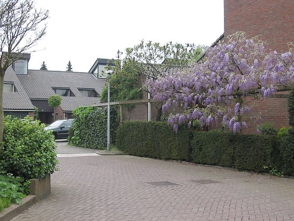 Hilversum, Goudwespmeent