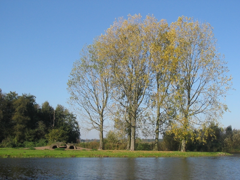 Hilversumse Meent, voormalige dierenweide