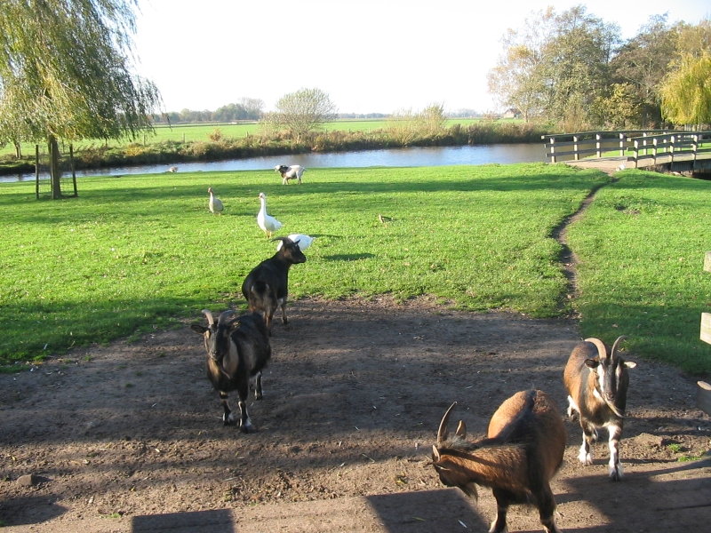 Hilversumse Meent, voormalige dierenweide