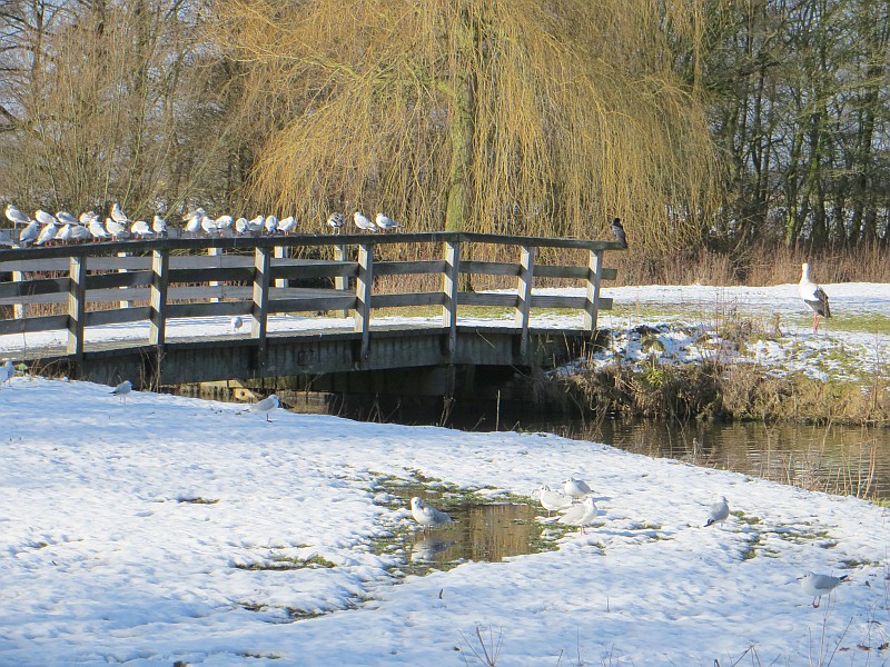 Hilversumse Meent, voormalige dierenweide