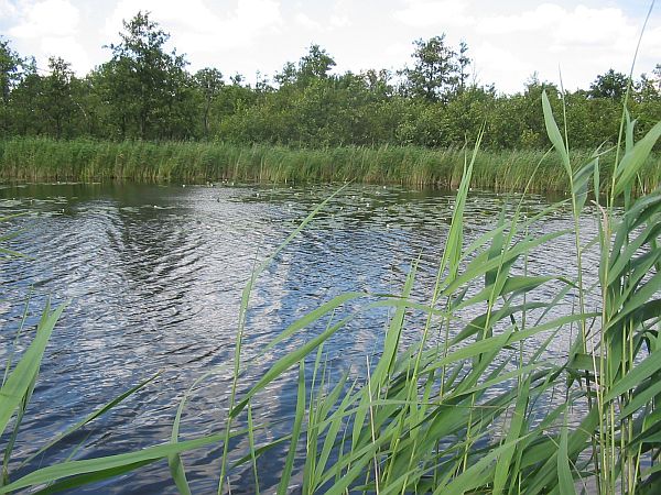 Ankeveense Plassen, Wijdemeren