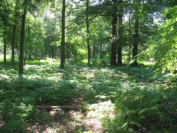 Schioonoord, 's-Graveland
